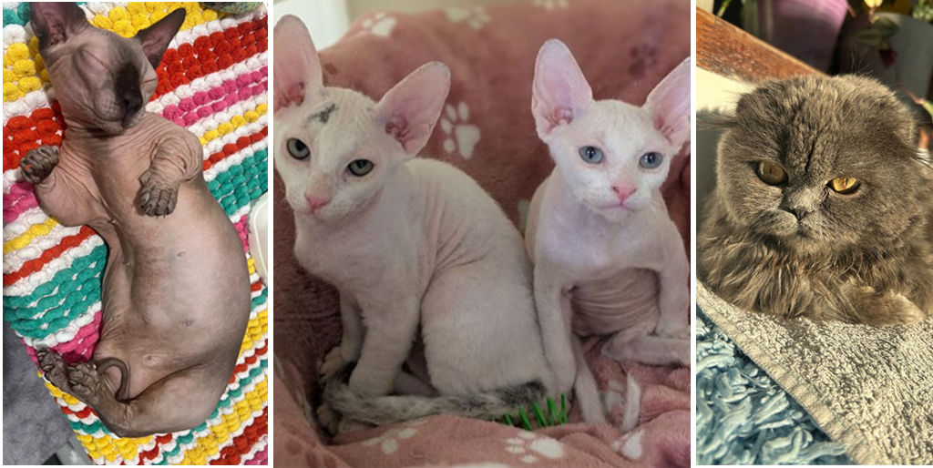 Animal charities urge action on 'Frankenstein' cats